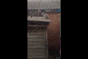 Авторитетом взял и харизмой