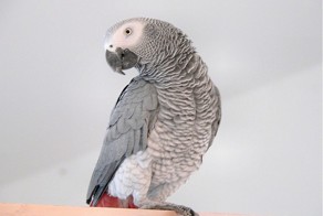 Про попугая Жако