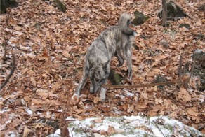 Приморская тигровая лайка