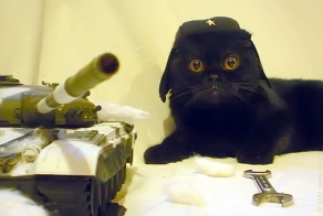 Коты готовятся к бою