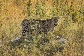 Самка леопарда устроила себе обед на дереве