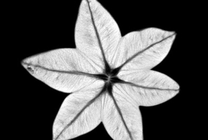 Овощи и фрукты на снимках МРТ