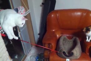 Которыбалка