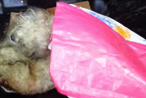 Возвращение к жизни