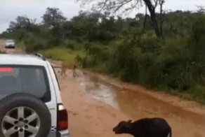 Только львица приготовилась к атаке, а тут сюрприз