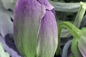 Еда под микроскопом