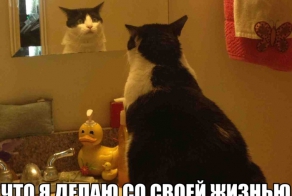 Прикольные Картинки