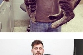 Корми кота правильно