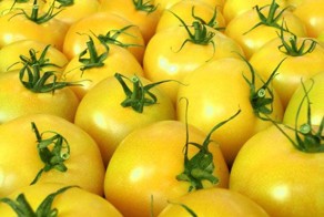 Желтые помидоры и их качества. Отличия от красных. 