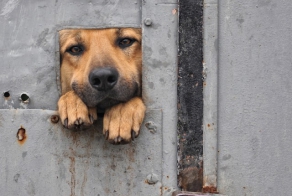 Про собак или почему собака лучший друг человека