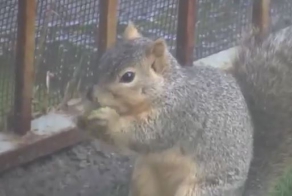 Белка всю жизнь собирала желуди в антенну!