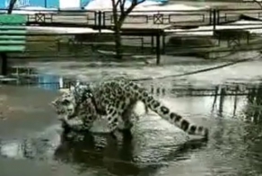 Замечательный кот