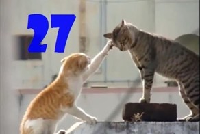 Смешные кошки. Выпуск #26 и Выпуск №27