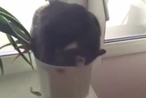 Кот уснул в цветочном горшке