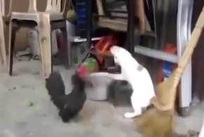 Драка кота с петухом