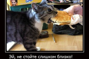 Демотиваторы с кошками