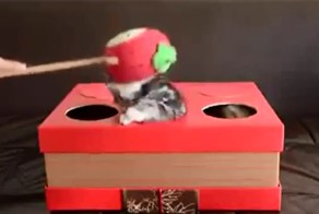 Ударь котенка !