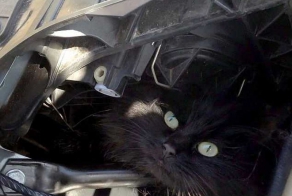 Кошка прожила две недели под капотом автомобиля