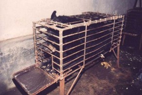 Азиатские фермы по добыче медвежьей желчи