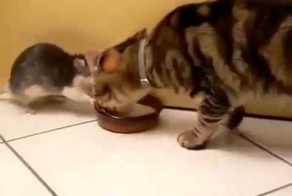 Кот и жадная крыса