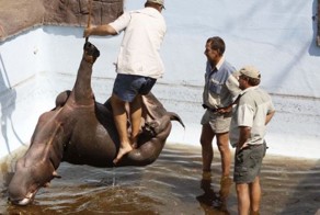 Бедный бегемот (5 фото)