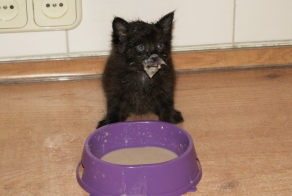 Дея, о братьях и сестрах наших меньших