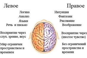 За что отвечают левое и правое полушария мозга