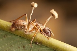 Аскомикотовый гриб превращает муравьев-древоточцев в зомби