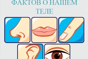 Пять фактов о нашем теле