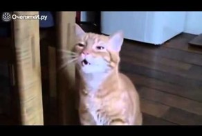 Котик-чихун=)