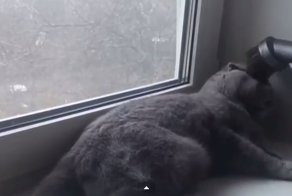 ОЧЕНЬ храбрый котейка