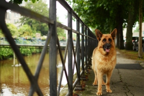 Фото Немецких Овчарок