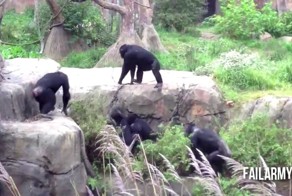 Нападение животных