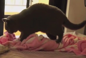 Моменты с животными