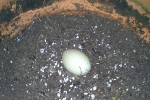 Незваные гости поселились на балконе 