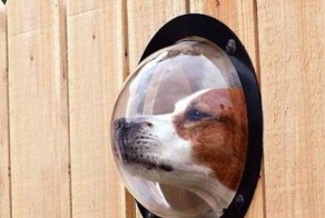 Фантазия и творческий подход  зашкаливают.