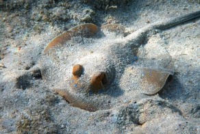 Живность Красного моря