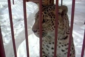 Достал кошку!