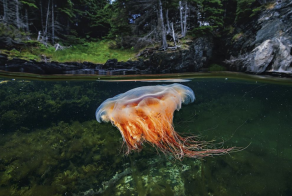 Лучшие фотографии National Geographic за прошедший месяц