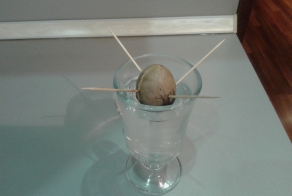 как я Авокадо запилил