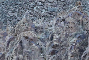 Невидимый хищник Гималаев