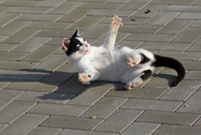 А я тебя все равно поймаю!