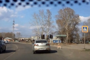 Собака-пешеход