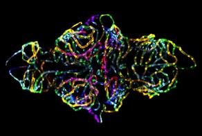 Микромир  от Nikon