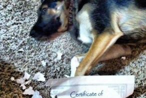 25 самых ироничных фотографий