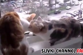 Кот пытается уберечь кошку от падения