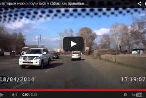 Некоторым нужно поучиться у собак 