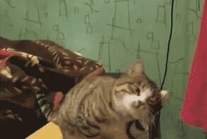 А ну погладь меня быстро!