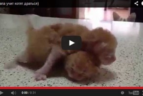 Папа учит котят :)