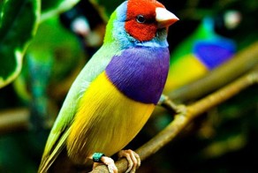 Самая красочная птичка
